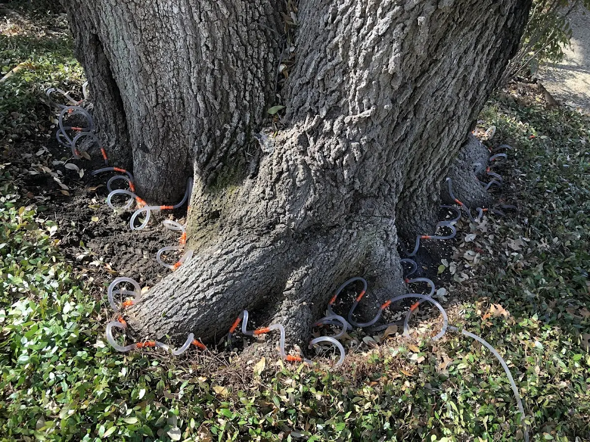 Detailed Tree Cabling and Bracing job site in Imperial Beach